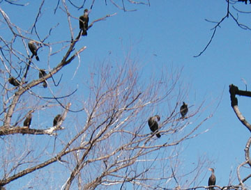 bird