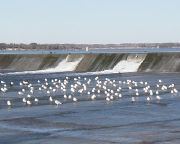 White Birds